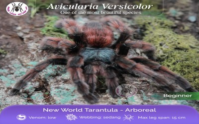 Caribena / avicularia Versicolor tarantula